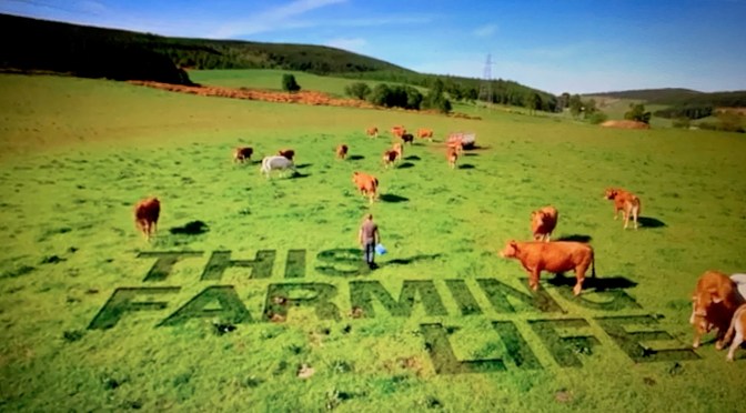 The Bulls And The Sheep